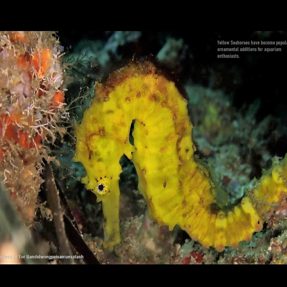 2027 Seahorse Calendar Ocean Marine Life Photography Coastal Decor Wall Calendar